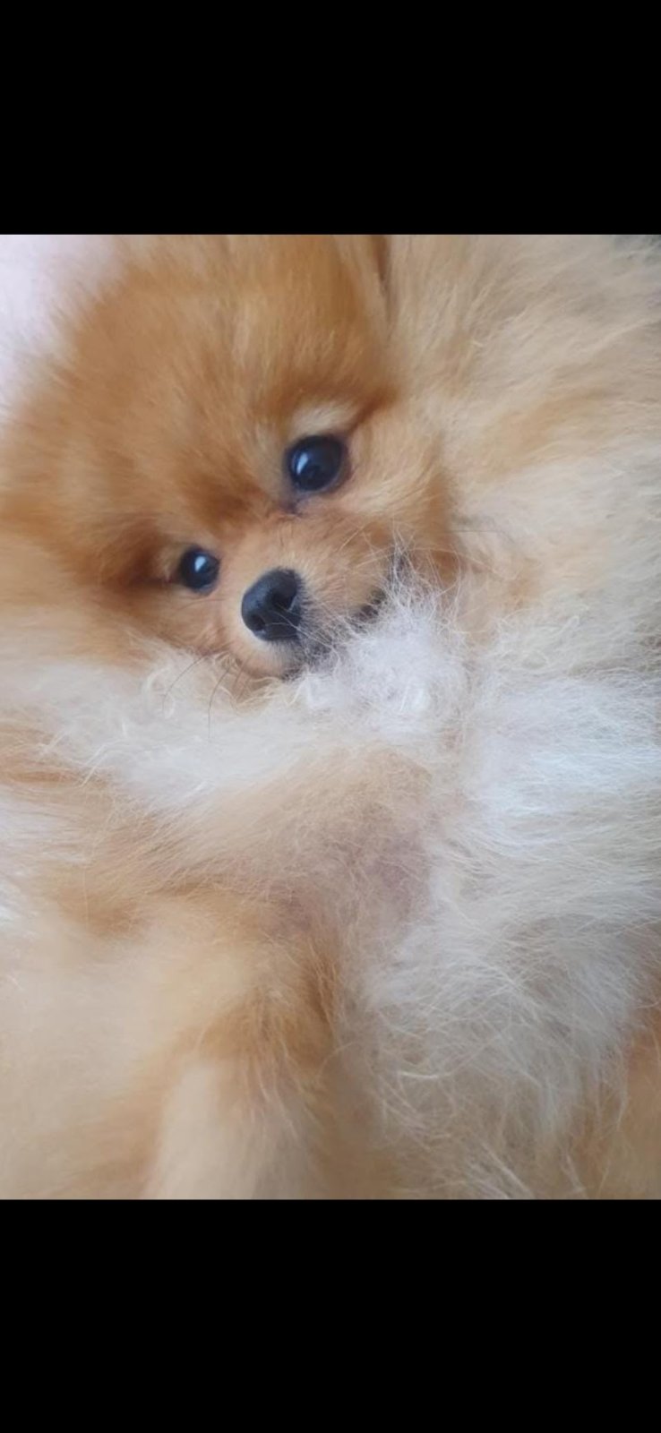TOY